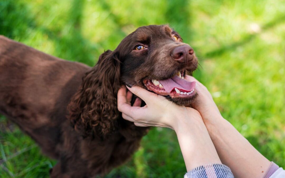 How to Pet a Dog Properly: Dos and Don’ts