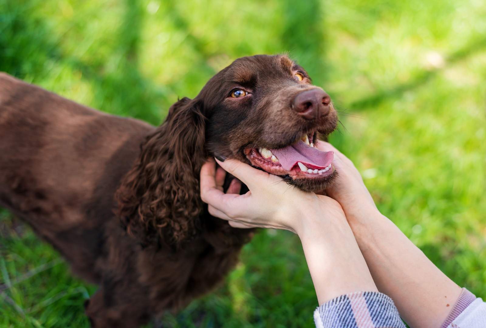 How to Pet a Dog Properly