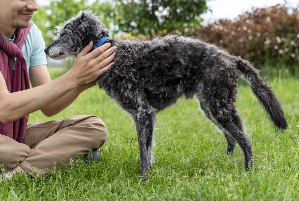 How to Pet a Dog Properly: Dos and Don’ts
