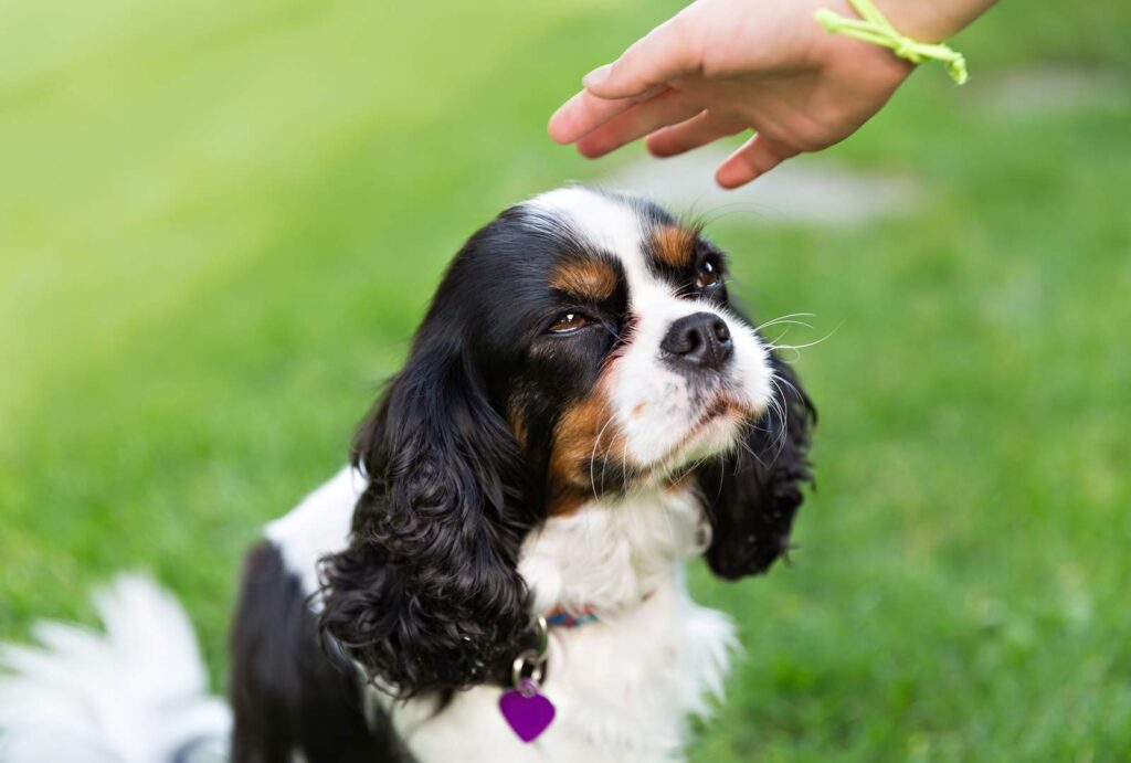 How to Pet a Dog Properly